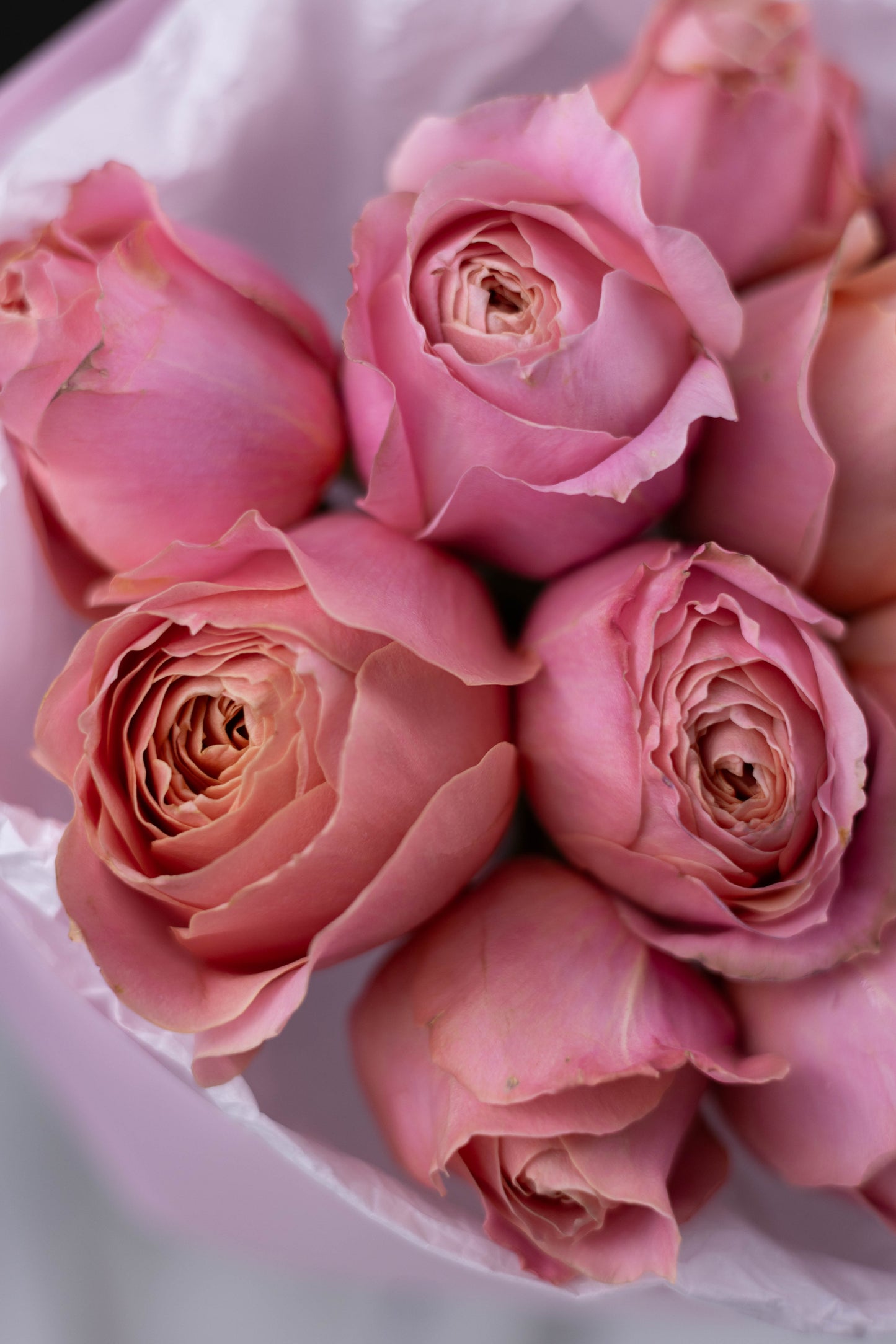 Luxury flower arrangement in Charlotte, Matthews, Fort Mill, Rock Hill, Waxhaw
Same-day flower delivery in Charlotte, Matthews, Fort Mill, Rock Hill, Waxhaw
Florist flowers in Charlotte, Matthews, Fort Mill, Rock Hill, Waxhaw