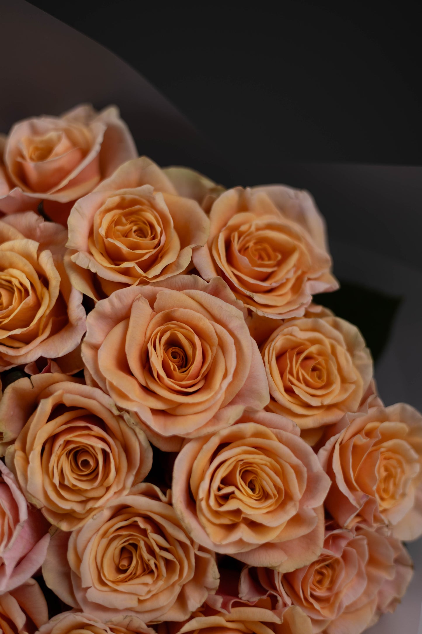 "Phoenix en Fleur" Phoenix Roses