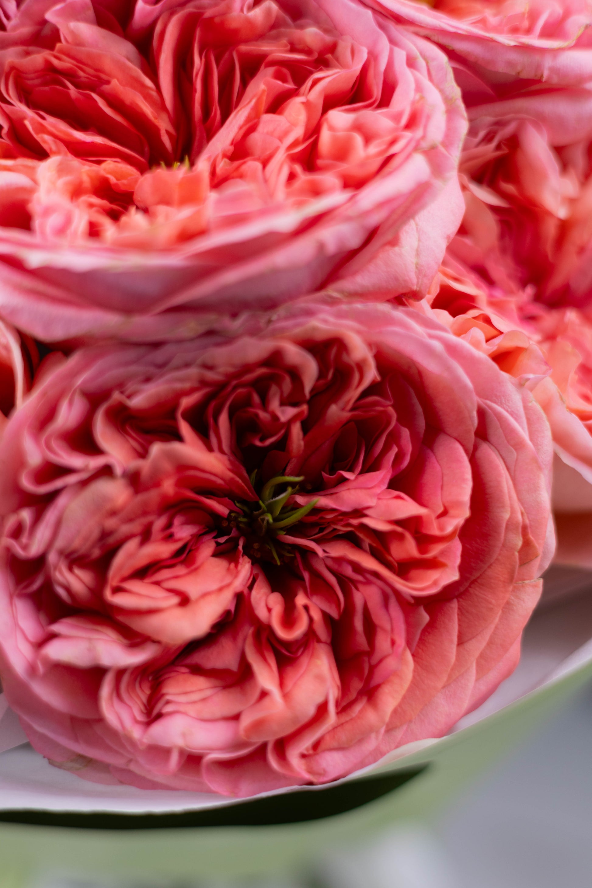 High-end floral design with pink peach garden roses in minimalist packaging