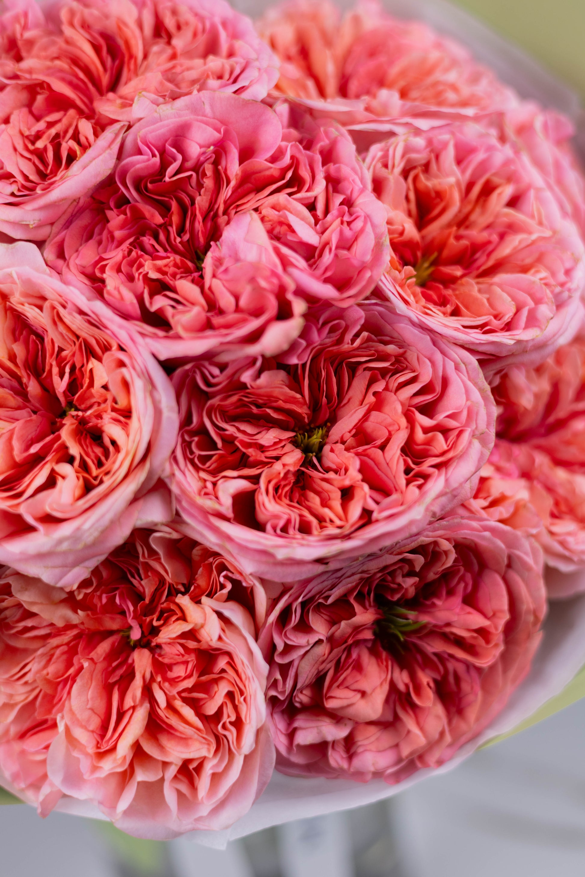 High-end floral design with pink peach garden roses in minimalist packaging