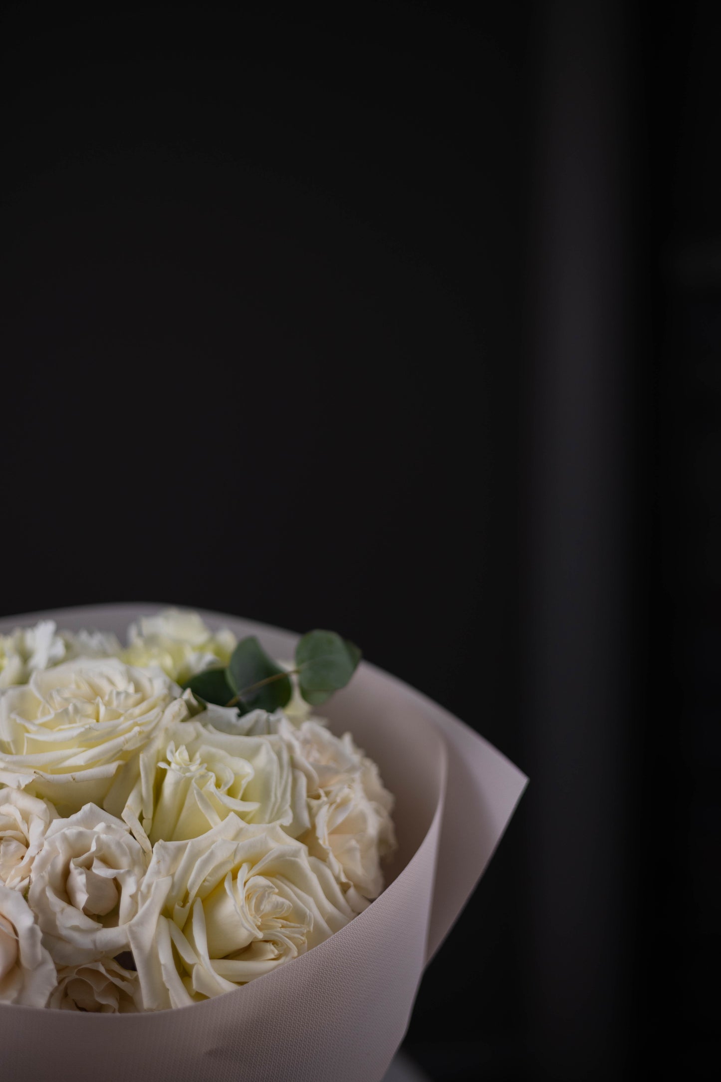 Bouquet of white roses in a pink paper wrap on a dark background