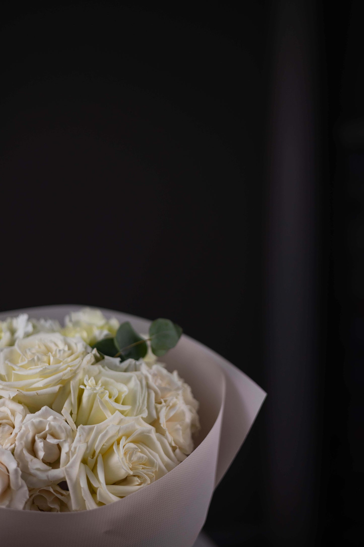 Bouquet of white roses in a pink paper wrap on a dark background
