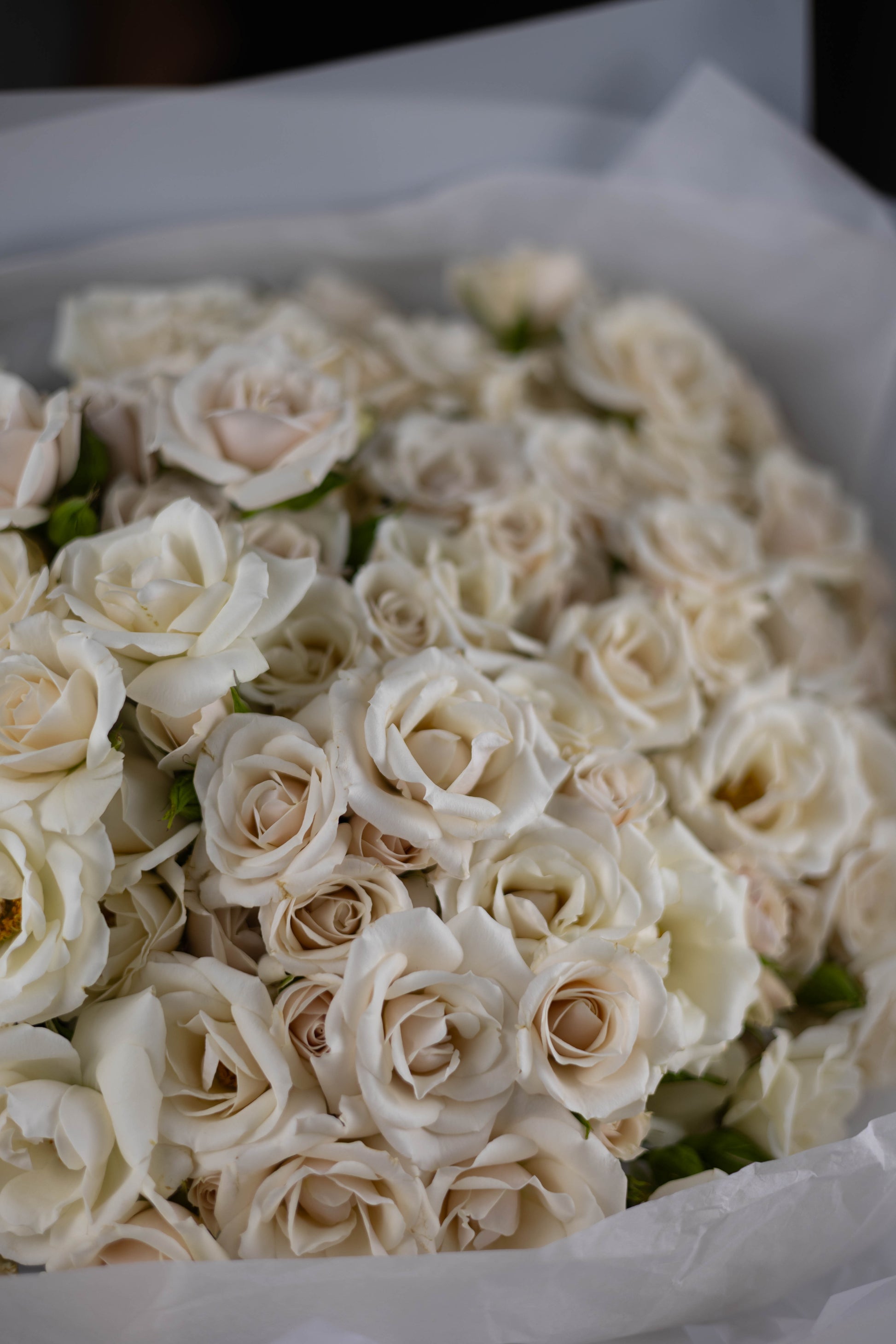 Close-up of a luxurious bouquet of creamy white spray roses with soft beige undertones, wrapped in translucent white paper.