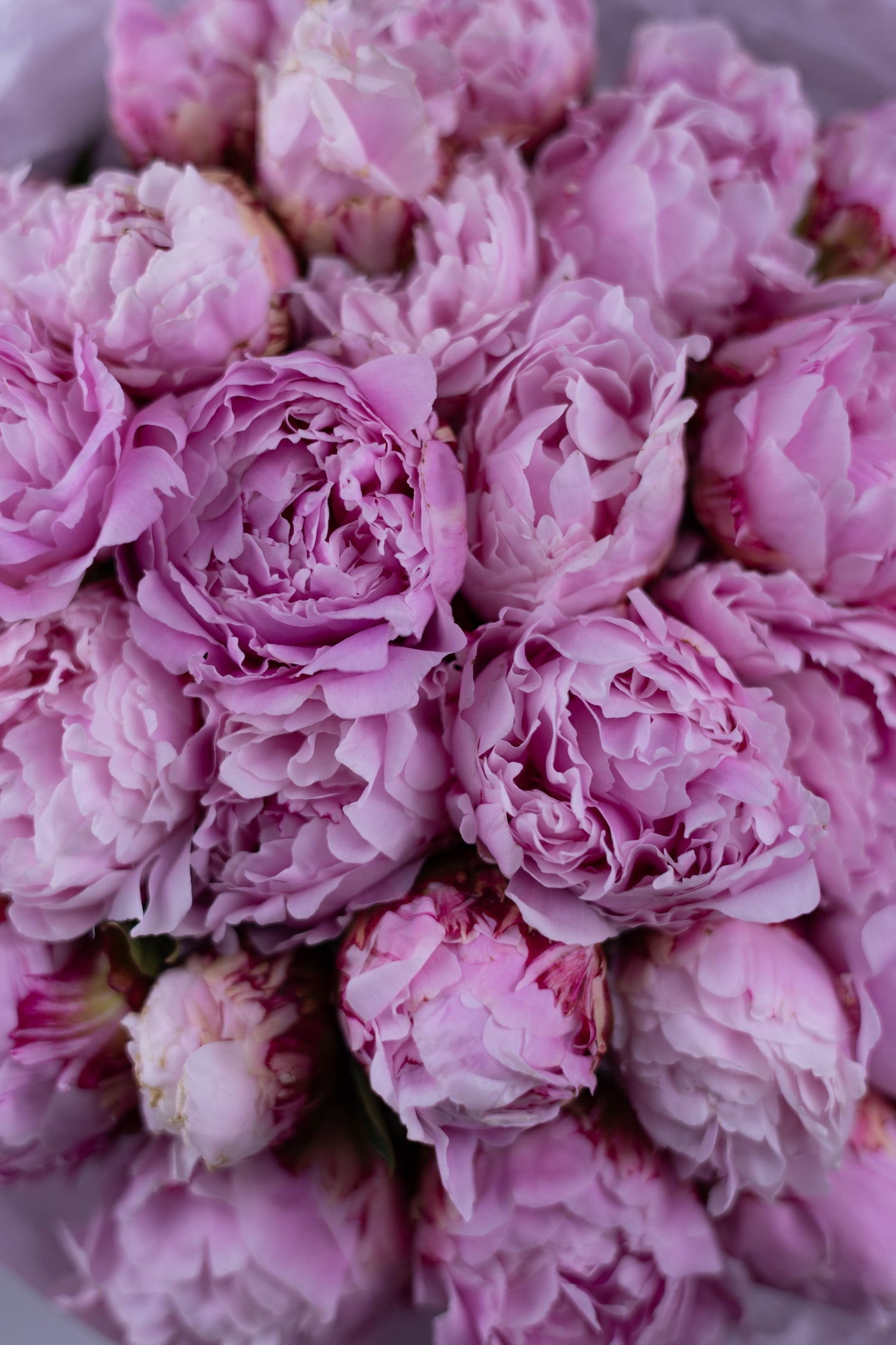 Peony
