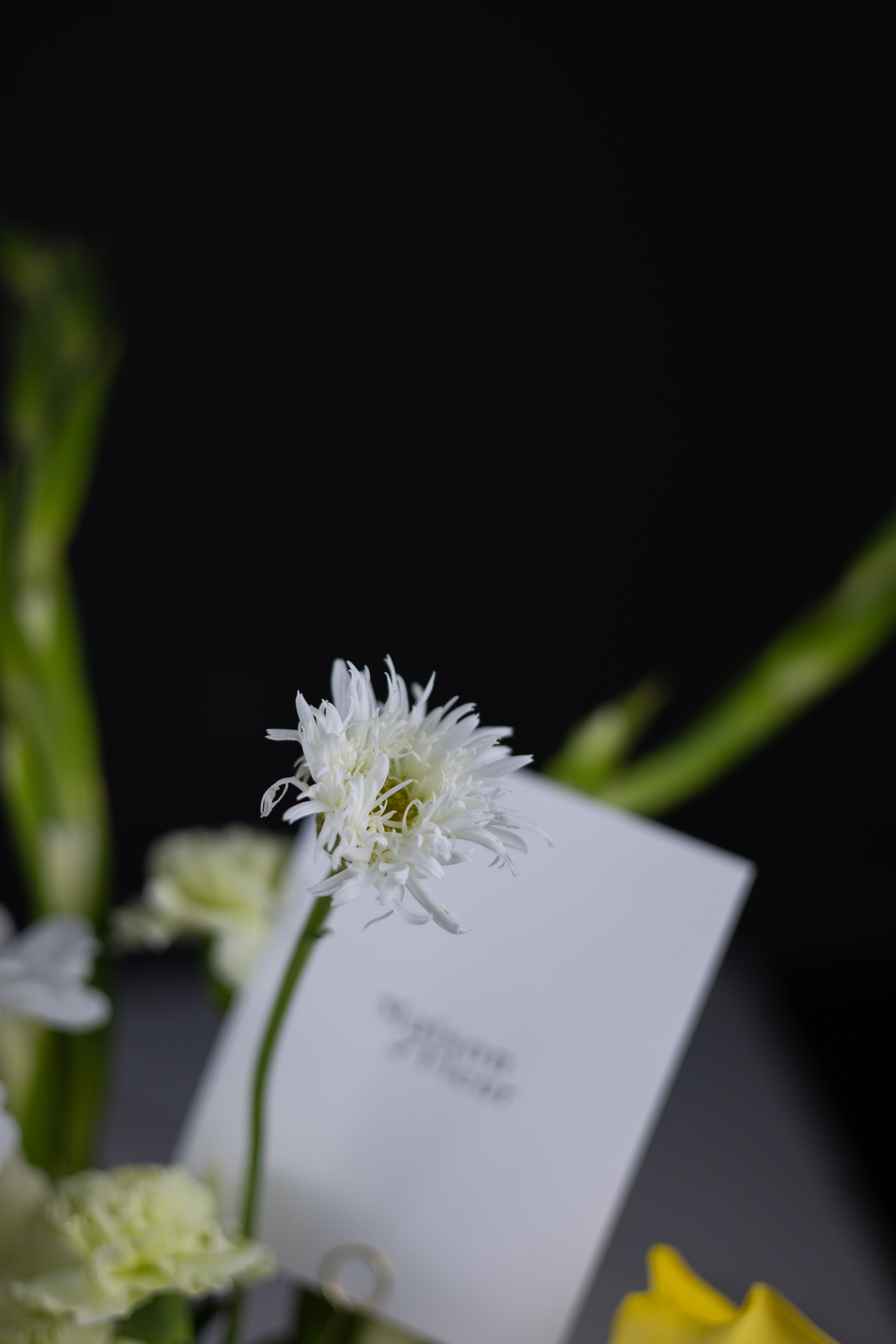 Close-up of a white daisy-like flower with ruffled petals, soft focus background of green stems and a Maison d’Fleur card.