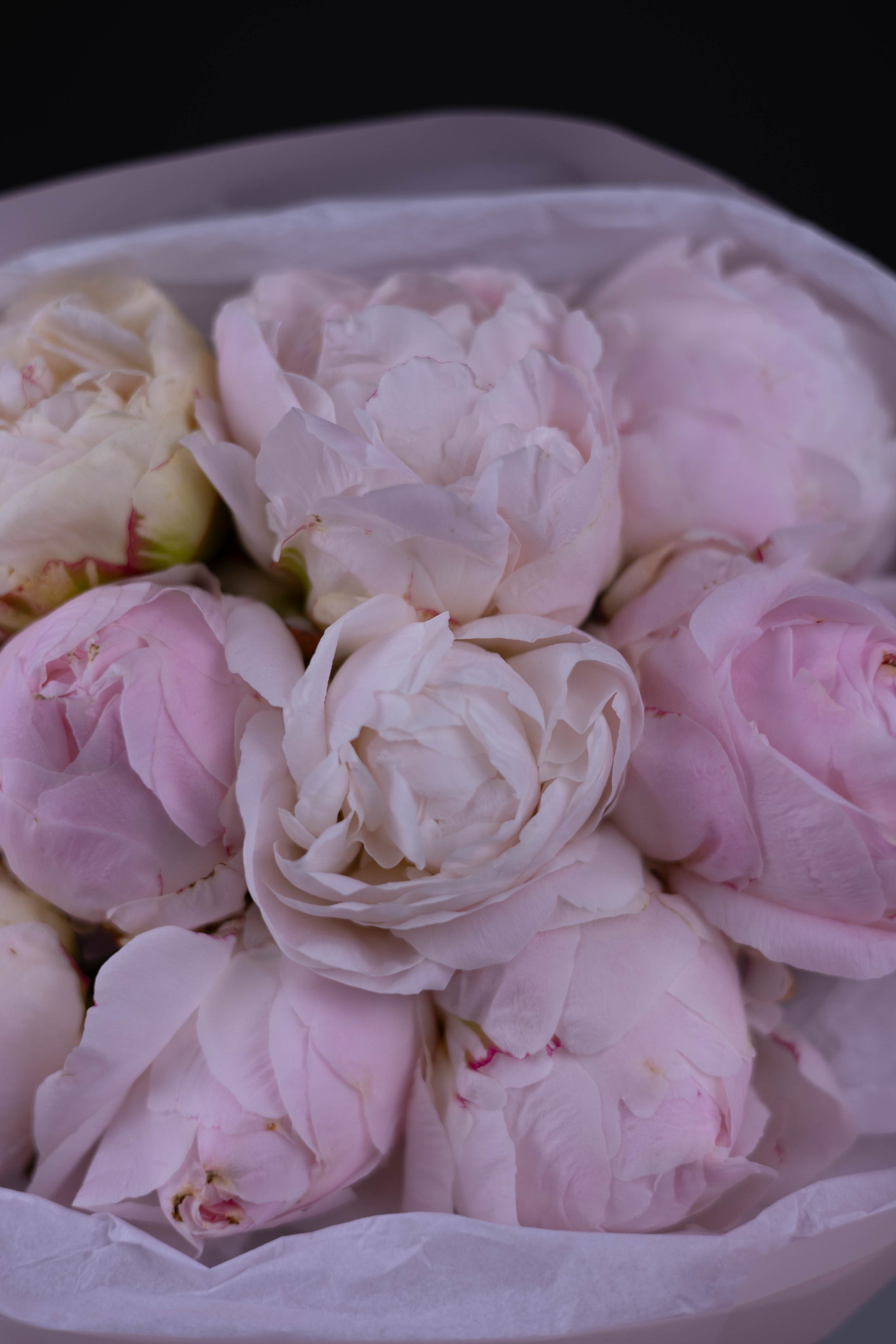 Luxury flower arrangement in Charlotte, Matthews, Fort Mill, Rock Hill, Waxhaw
Same-day flower delivery in Charlotte, Matthews, Fort Mill, Rock Hill, Waxhaw
Florist flowers in Charlotte, Matthews, Fort Mill, Rock Hill, Waxhaw