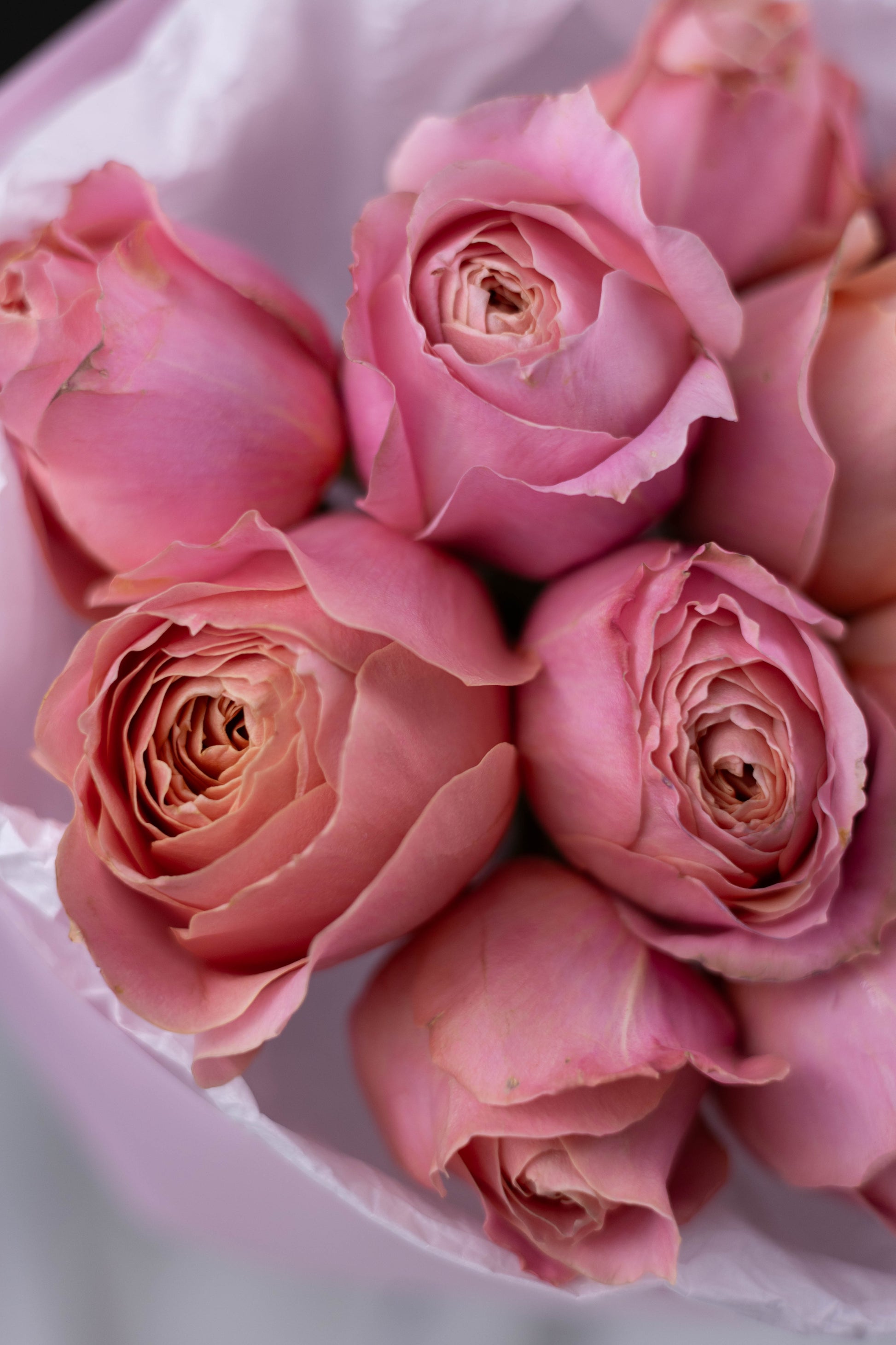 Luxury flower arrangement in Charlotte, Matthews, Fort Mill, Rock Hill, Waxhaw
Same-day flower delivery in Charlotte, Matthews, Fort Mill, Rock Hill, Waxhaw
Florist flowers in Charlotte, Matthews, Fort Mill, Rock Hill, Waxhaw