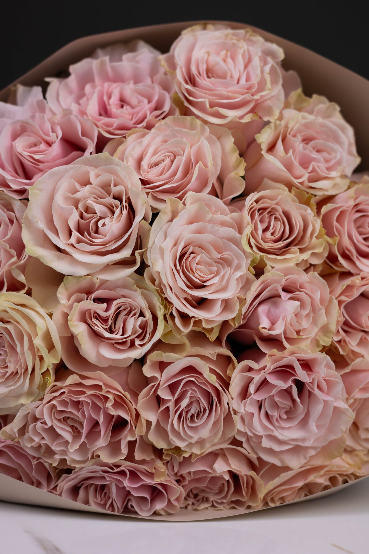 "Rosée de Lune" Pink Mondial Roses