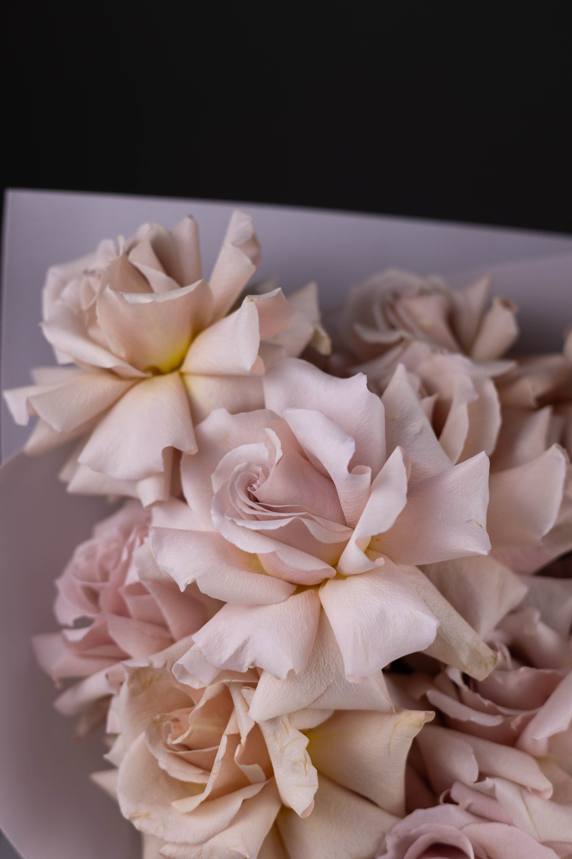 Close-up of blush-lavender roses showing soft petal texture and romantic tones